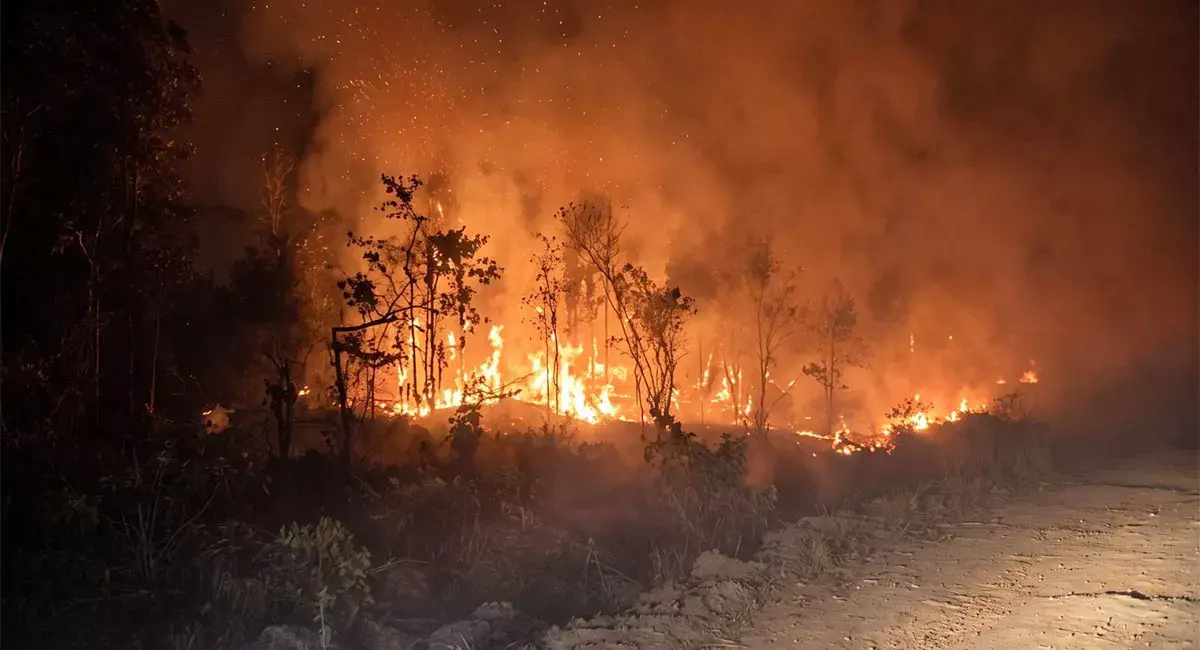 Karhutla di Papua Capai 33.787 Hektare, Merauke Catat Area Terbakar Terluas